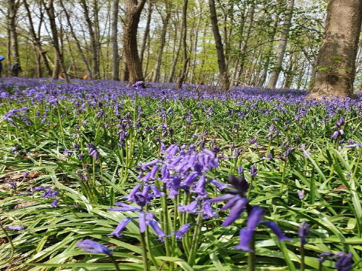 Blaue Blume (c) Martina Lesmeister